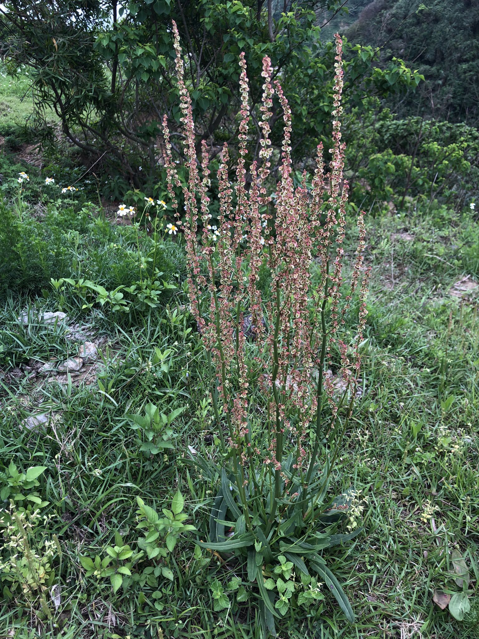 Rumex acetosa